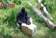 这只大猩猩成精了，自己拆开包装，拿东西吃！